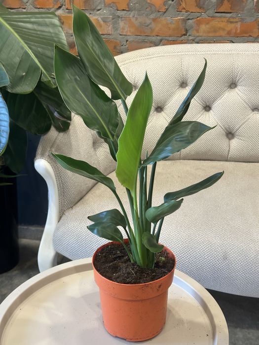 Стреліція Регіна королівська h 65 см на дві рослини