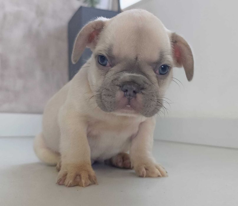 Bulldog francês lilac menina  . Top