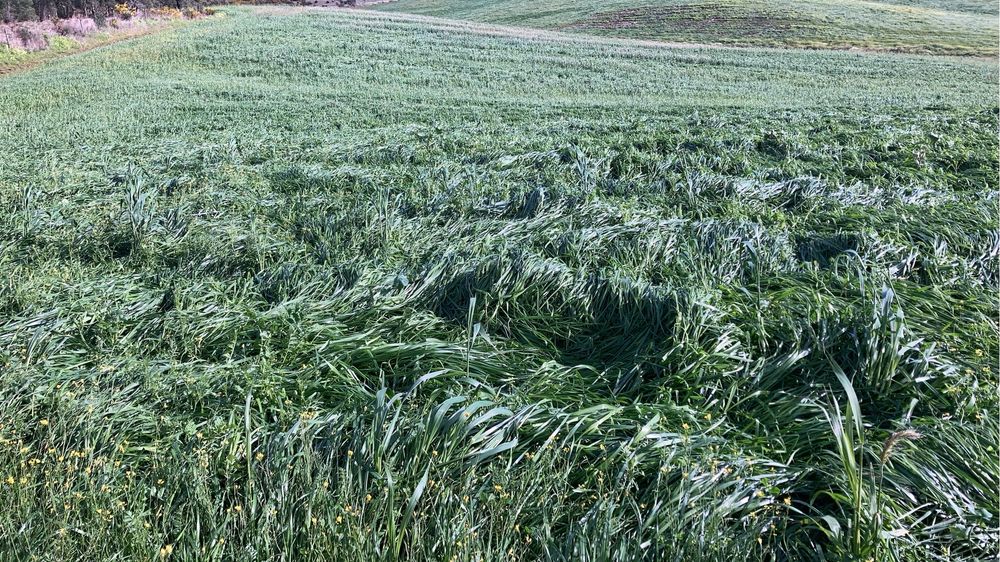 Bolas de feno silagem 2026