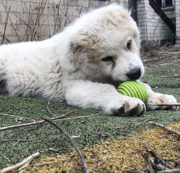 Среднесзиатская овчарка Алабай