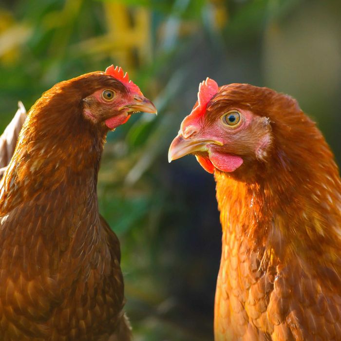 Kury Nioski Dowóz Gratis Detal/Hurt