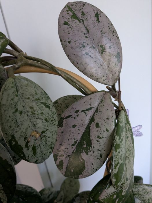 Hoja hoya wilbur graves