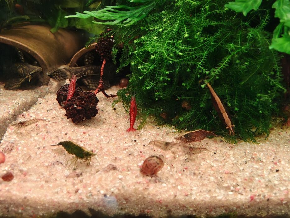 Krewetki Neocaridina Mix 20 sztuk