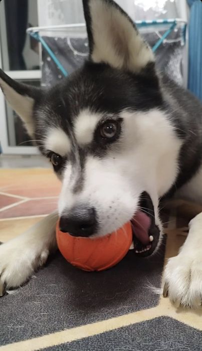 В'язка хаскі сибірський