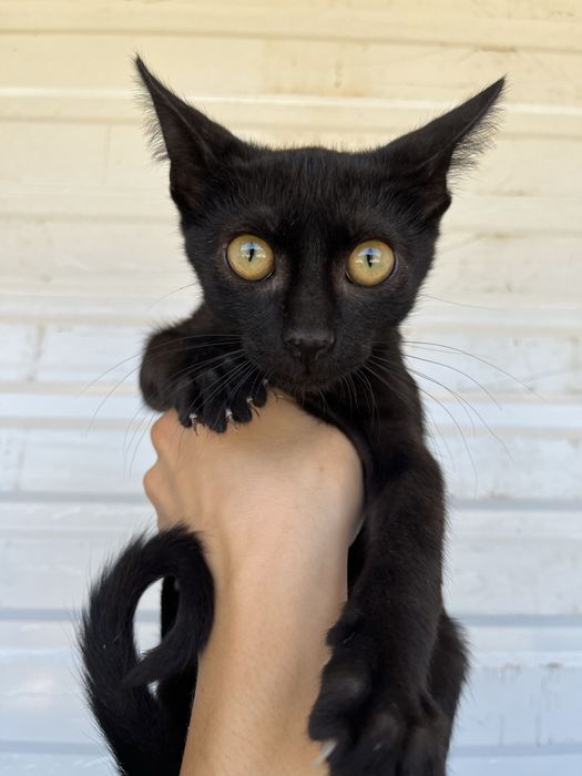 Tito- Gatinho bebé para adoção