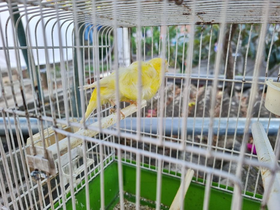 Canario Frisado macho
