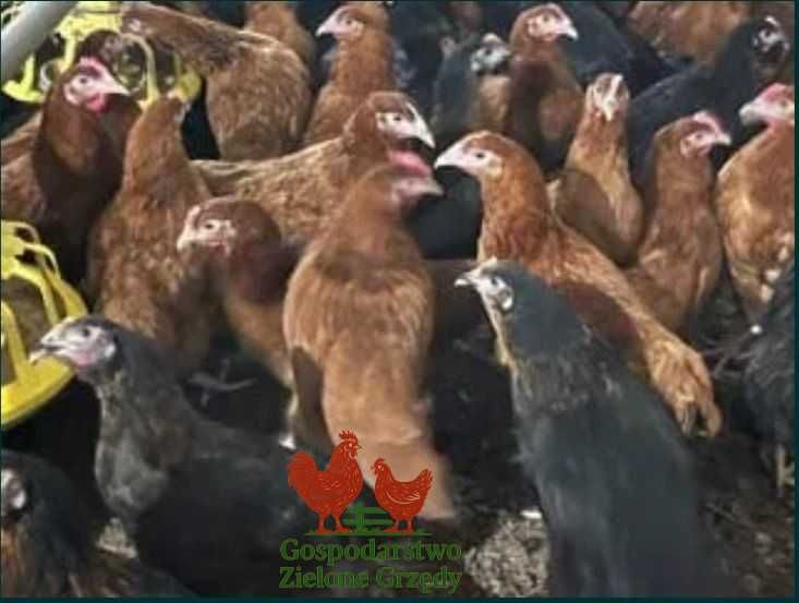Kury Rosa Leghorn Dominant Lohman Greenshe