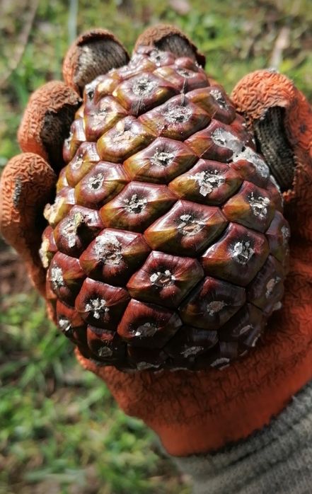 Enxertia de Pinheiro Manso