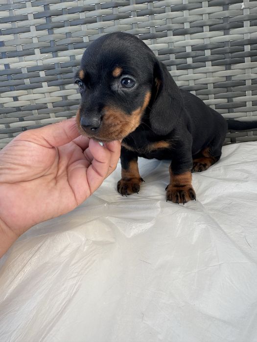 Teckel Miniatura Preto Afogueado de Pelo Curto
