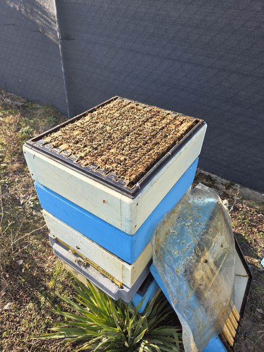 Rodziny pszczele 1/2 dadant