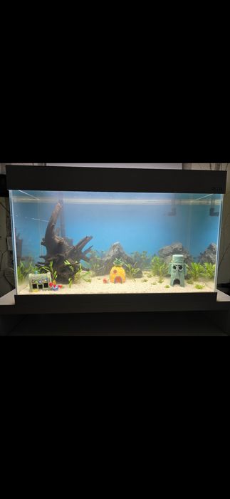 Zestaw Aquael optiset 2.0 125L doinwestowany