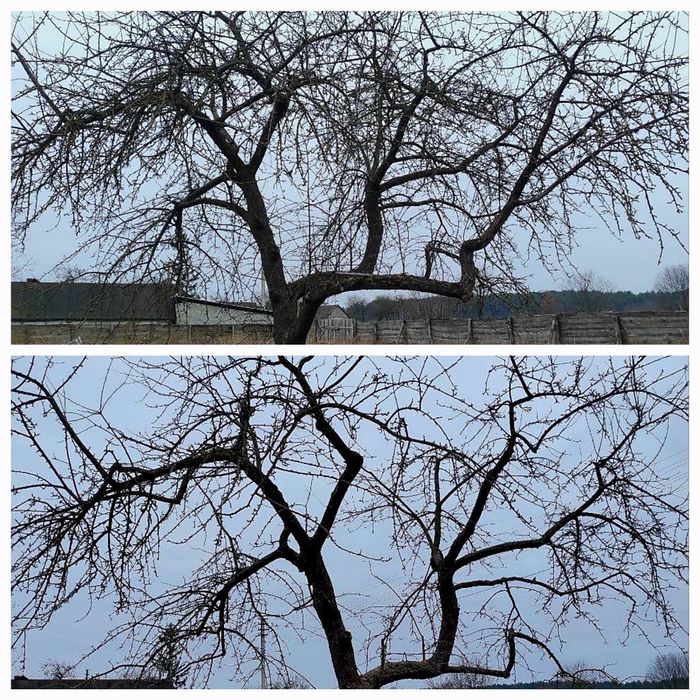 Професійна обрізка вашого саду, Кронування, Зріз, Дроблення, Обробка