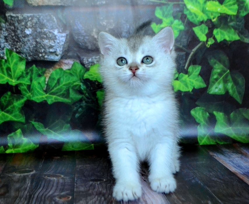 Серебристые шиншиллы