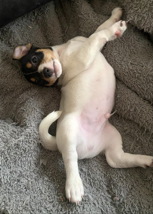 Джек Рассел Терьер- КСУ