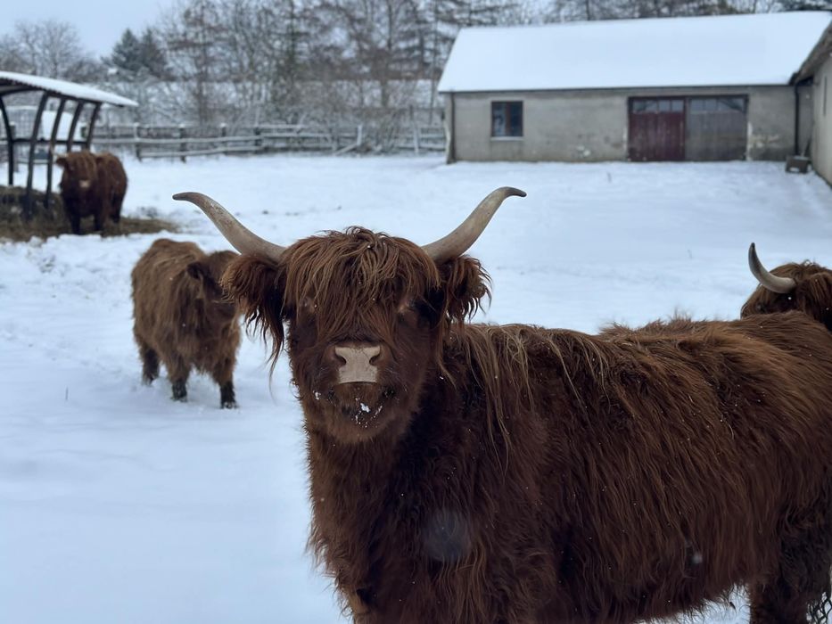 Krowa highland szkocka wyżynna stado byk