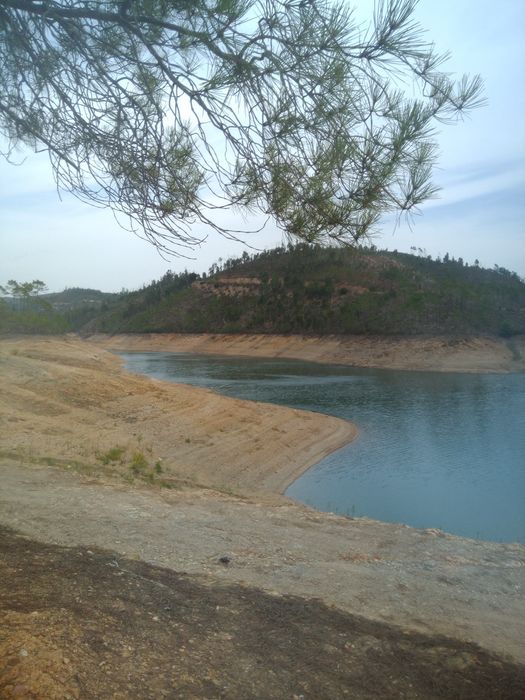 Propriedades eucaliptos/ pinhal