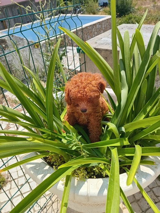 Excelente machoCaniche Toy