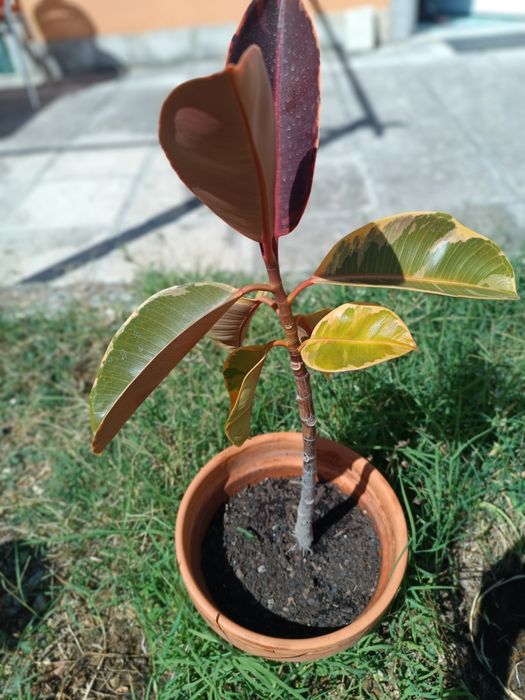 Planta Ficos elastica