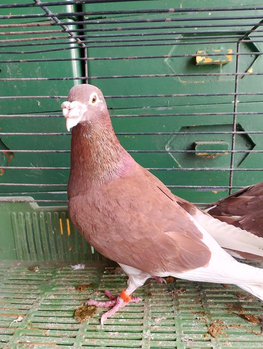 Sprzedam gołębie pocztowe para parzysta