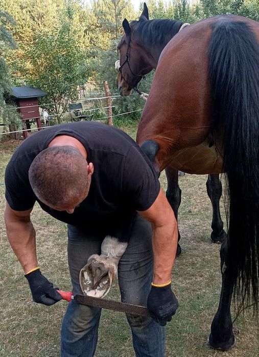 Werkowanie- rozczyszczanie, korekcja, podkuwanie kopyt