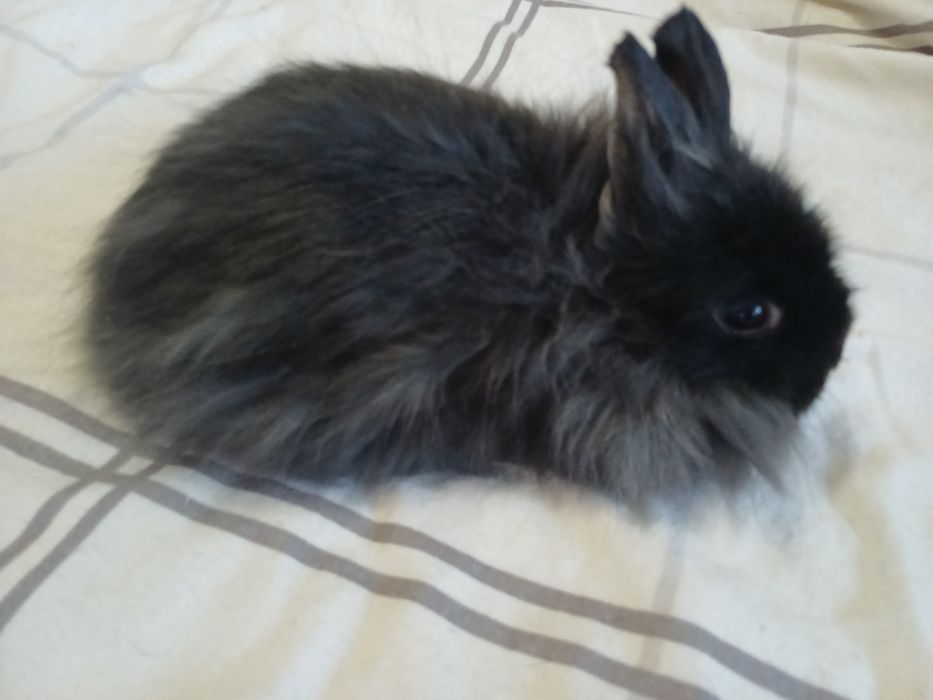 Декоративнi кролики, карликовий кролик