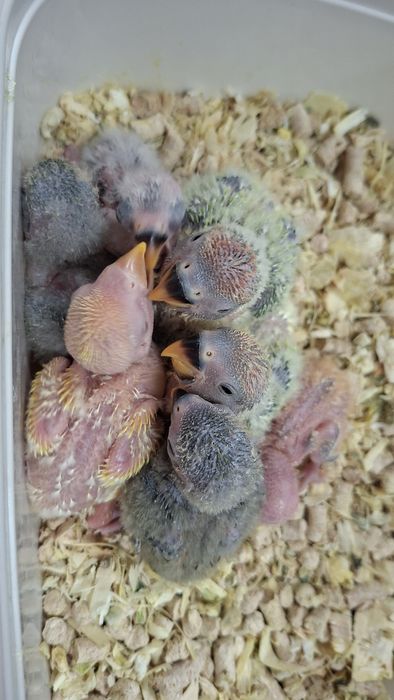 Agapornis roseicollis bebés