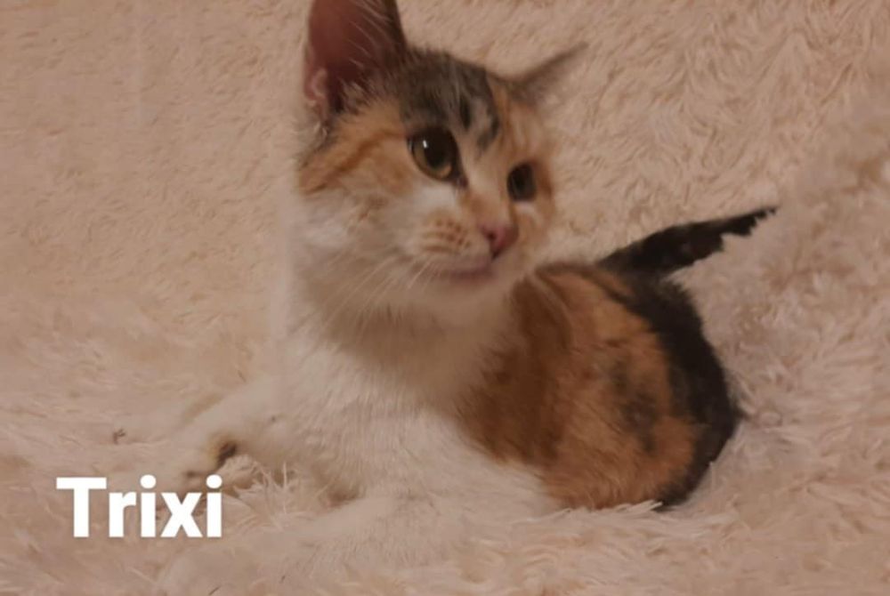 Śliczna 5 miesięczna koteczka szuka kochającego domku.