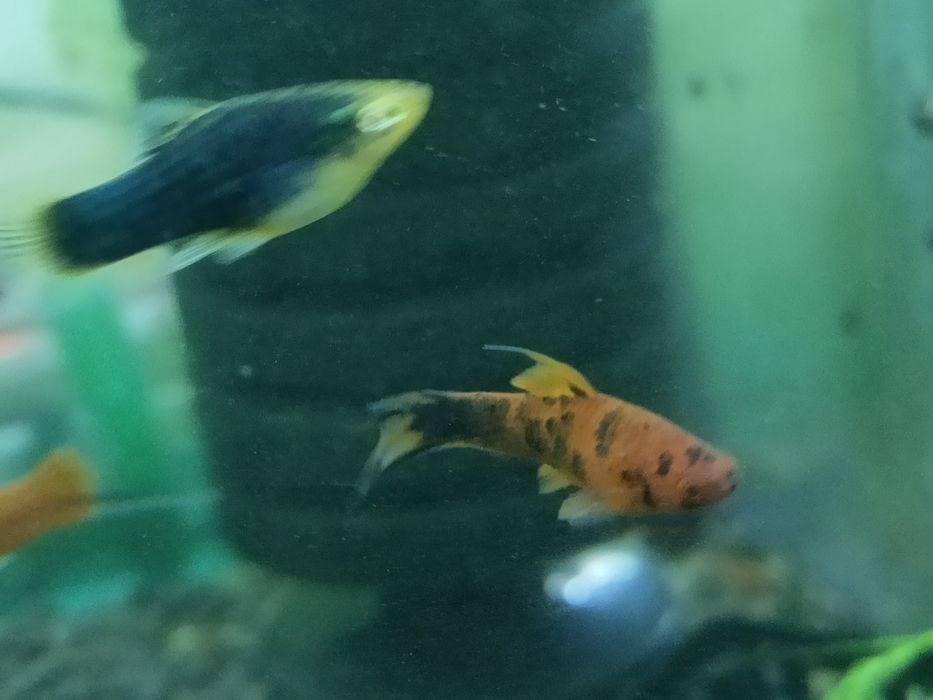 Mieczyk różne odmiany