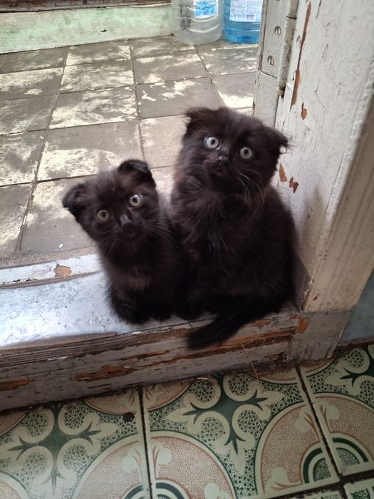 Черные вислоухие котята