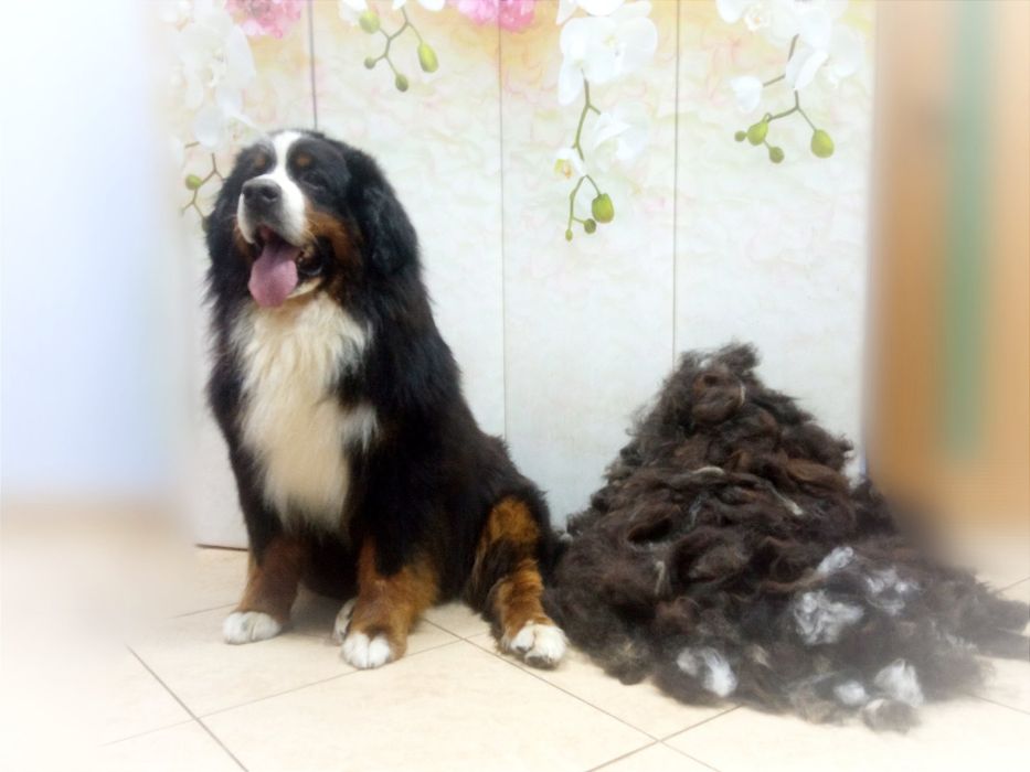 Грумінг собак, котів. Виїзд додому.