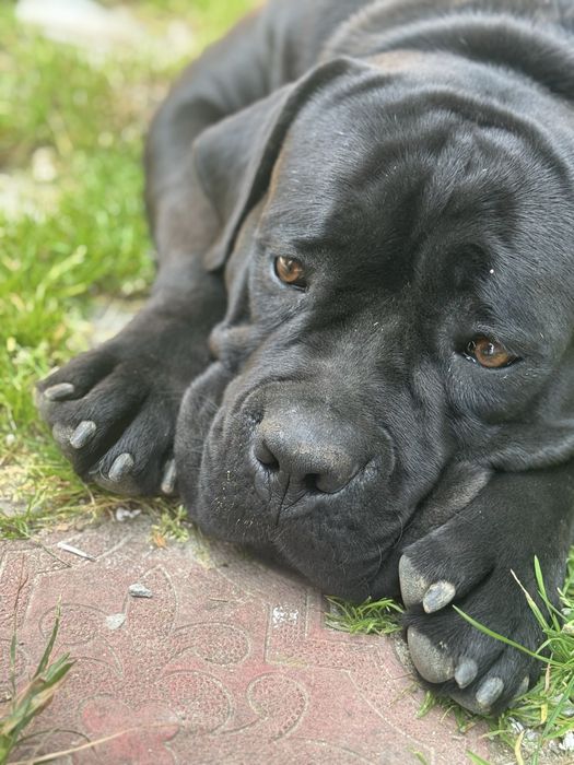 Кане корсо злучка. Кобель. Шукає даму