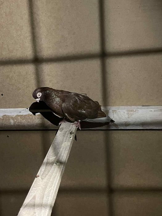 Golęmbie zamojskie więcej info pv