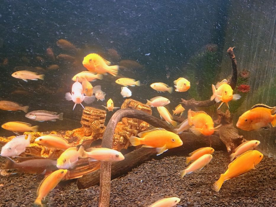 Малавійські цихліди