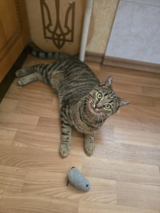 Котик в добрі ручки!