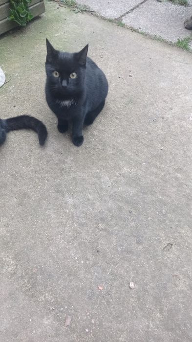 Oddam kotki za darmo