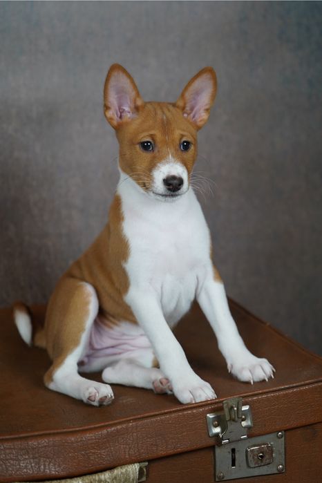 Rudo-biała suczka basenji