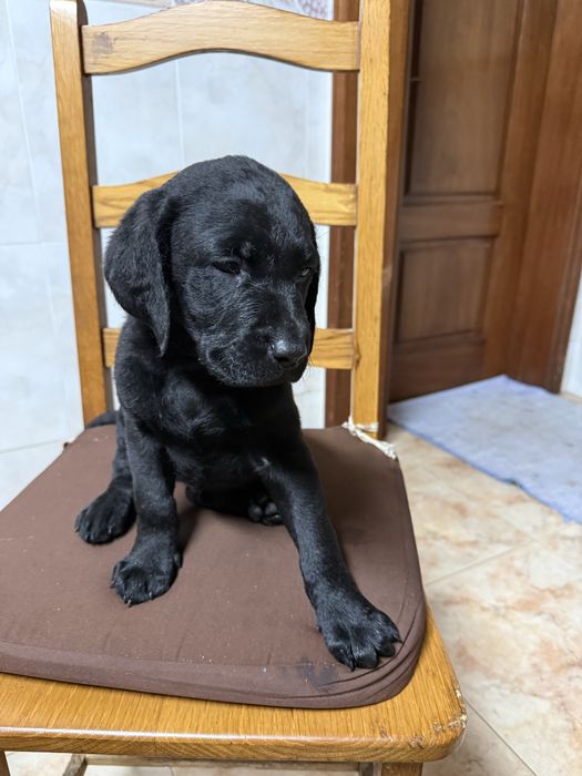 Labrador Preto Macho