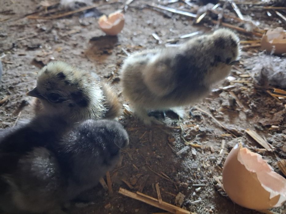 Jaja lęgowe  liliputki, indyki staropolski, Aracany