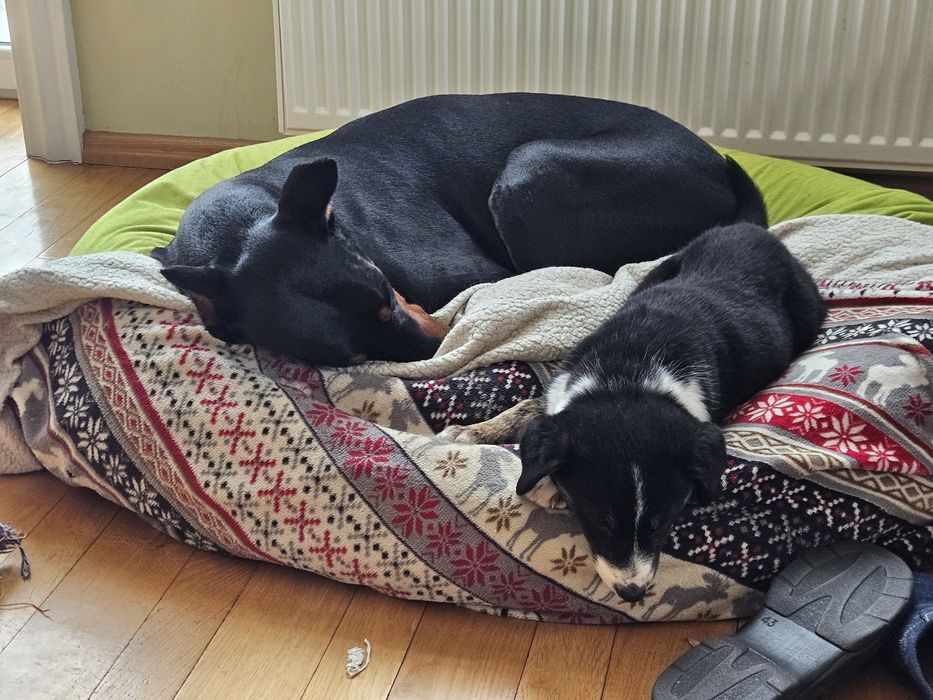 Цуценя  в хороші руки