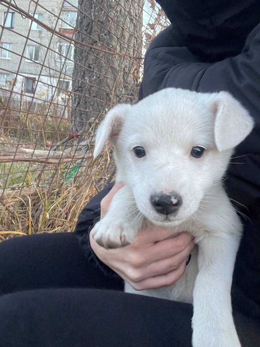 Віддамо безкоштовно цуценят