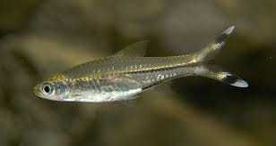 Cauda de tesoura \ rasbora trilineata XL