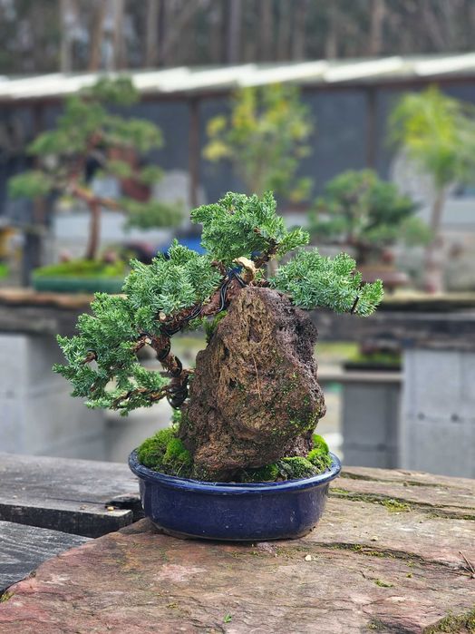 bonsai juniperus procumbens ishisuki