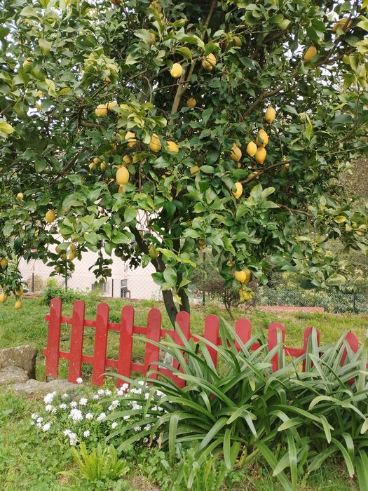 Limões - produção caseira