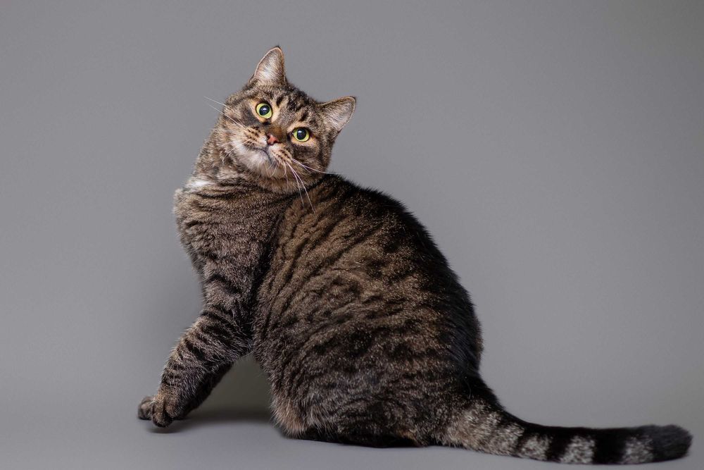 Віддам в добрі руки прекрасну кицю Ільку.