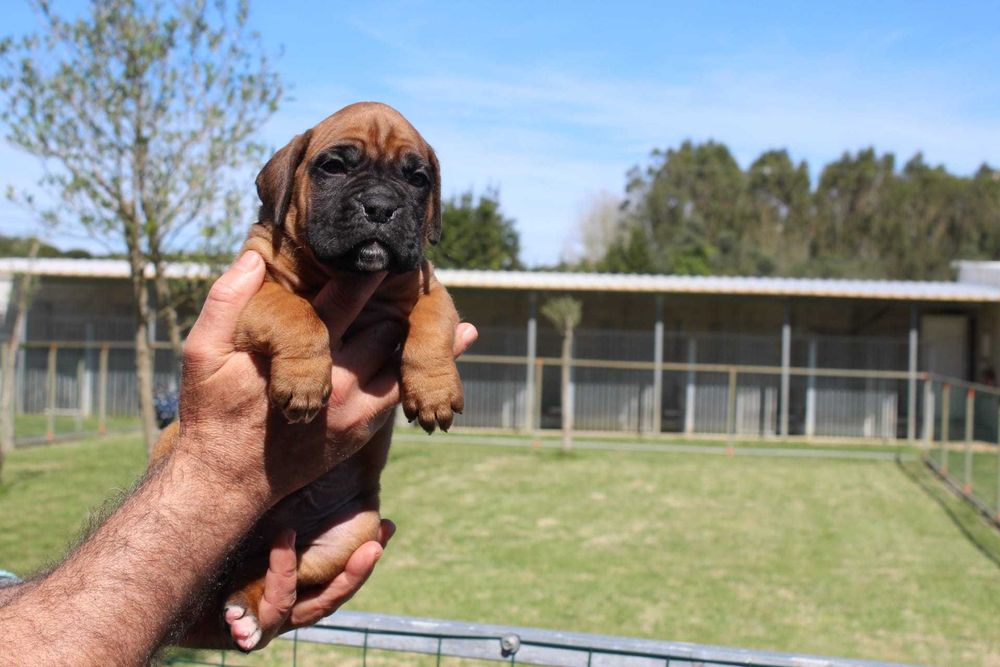 Cachorra Boxer TOP