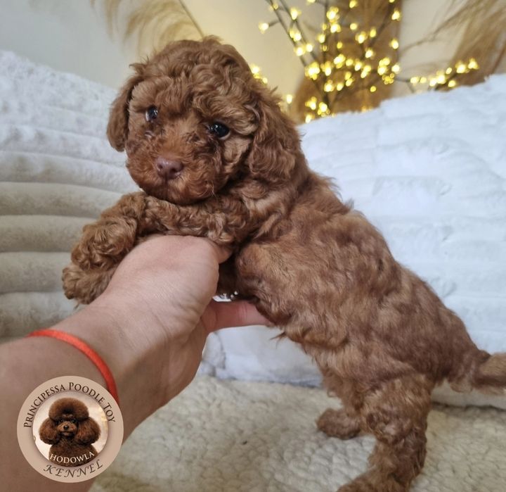 Pudel Toy  bardzo mały, Principessa Kennel chłopiec