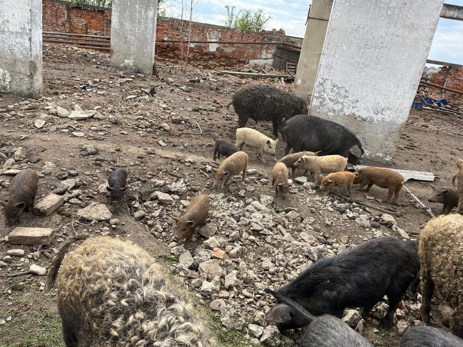 Поросята свіні мангалиці