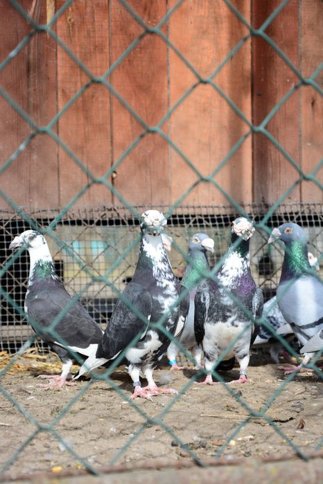 Gołębie Staropolskie