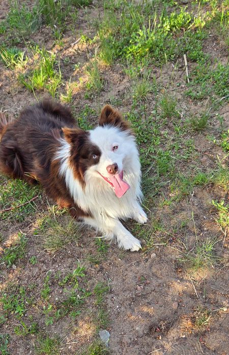 Border collie czarno białe