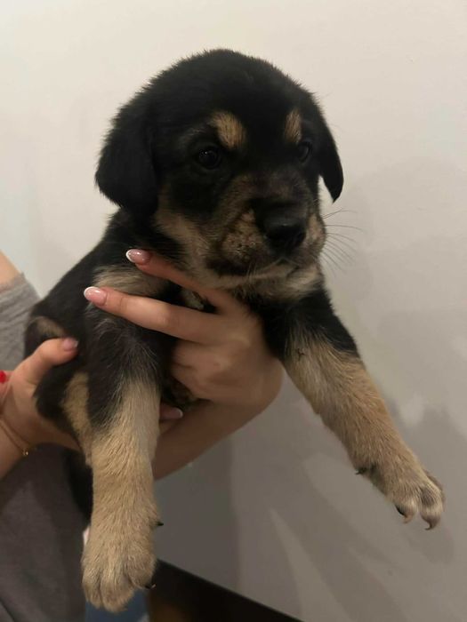 Pies  retriever rodowod